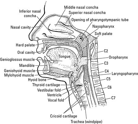 Vocal Warm Up Exercises – A great place for lifelong learners